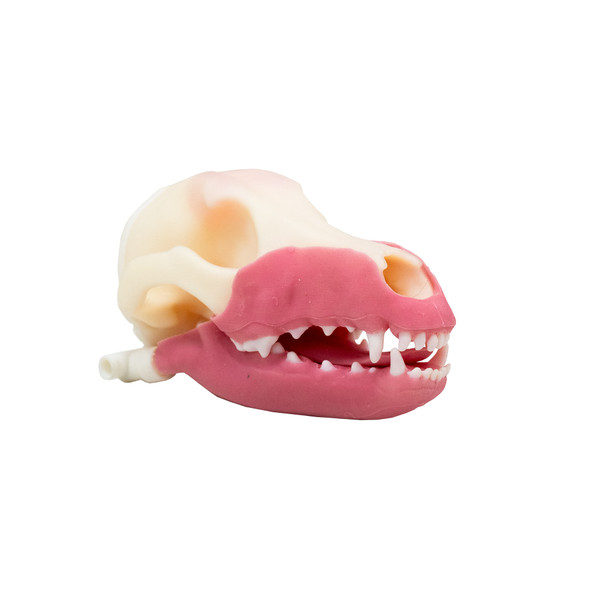 Norman – Multi Procedure Canine Dental Model   tandmodel hund.
